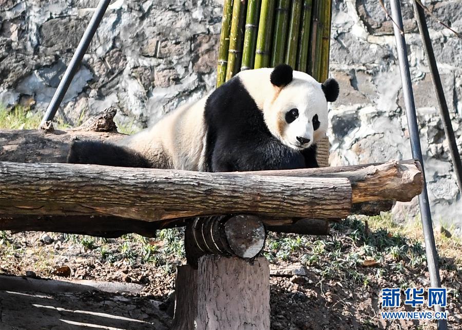 （社会）（5）大熊猫尽享冬日暖阳