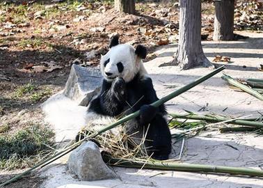 （社会）（6）大熊猫尽享冬日暖阳