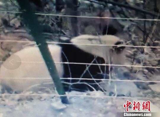 四川发现今年首只野生大熊猫下山：欲穿护栏过马路