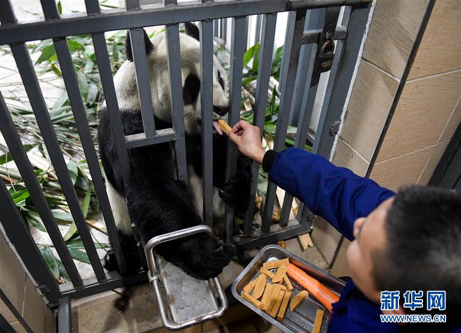 （社会）（1）大熊猫的冬日生活