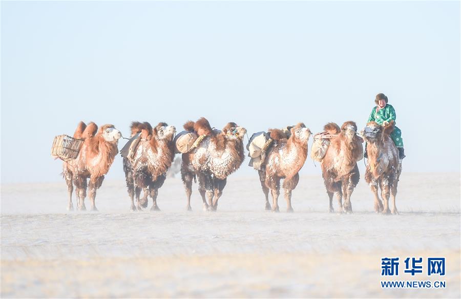 （社会）（2）冰雪草原上的骆驼文化节