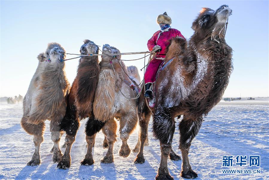 （社会）（6）冰雪草原上的骆驼文化节