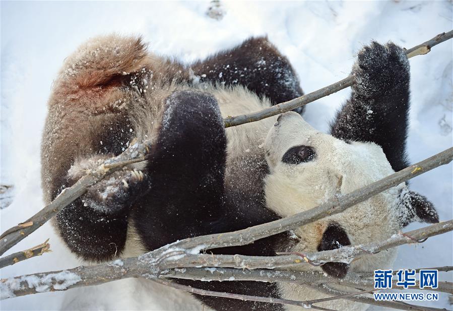 （社会）（3）辽宁沈阳：“功夫熊猫”雪中显身手