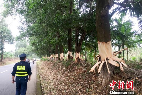 海南定安5名毁坏公路林嫌疑犯落网100多棵树遭剥皮