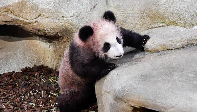 （国际）（1）大熊猫宝宝“圆梦”正式与法国公众见面