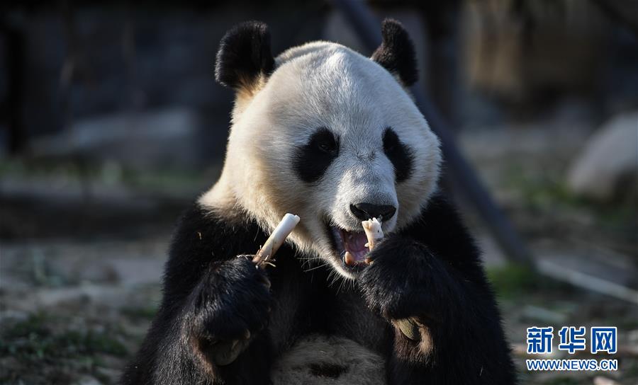 （社会）（1）大熊猫“华豹”“金宝宝”启程前往芬兰