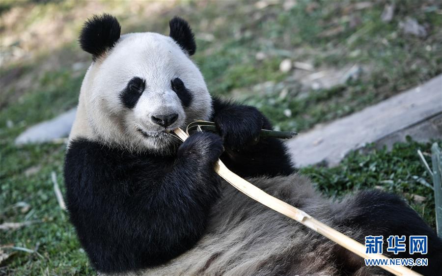 （社会）（7）大熊猫“华豹”“金宝宝”启程前往芬兰