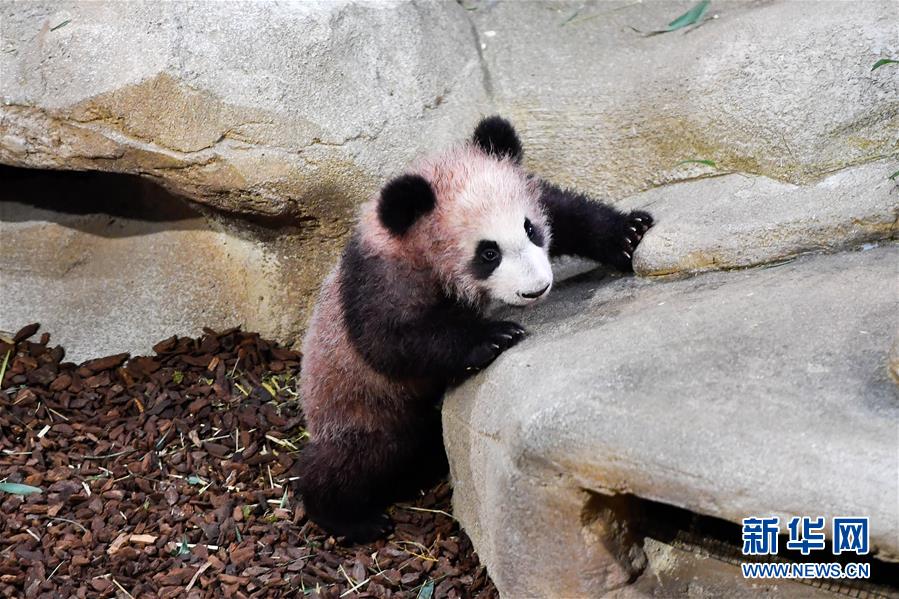 （国际）（1）大熊猫宝宝“圆梦”正式与法国公众见面