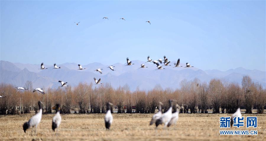 （美丽中国）（1）黑颈鹤高原越冬