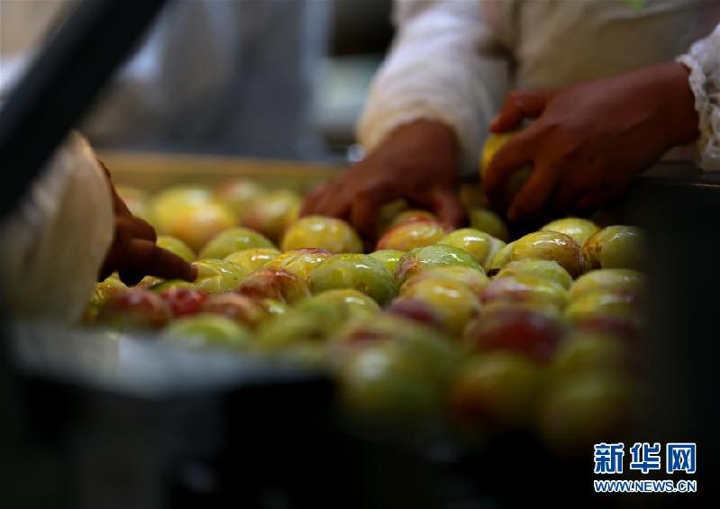 （国际·图文互动）（4）通讯：从“明星产品”樱桃到“新生力量”油桃——智利水果出口商的中国生意经