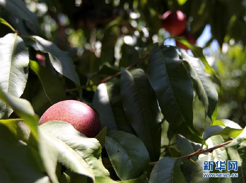（国际·图文互动）（5）通讯：从“明星产品”樱桃到“新生力量”油桃——智利水果出口商的中国生意经