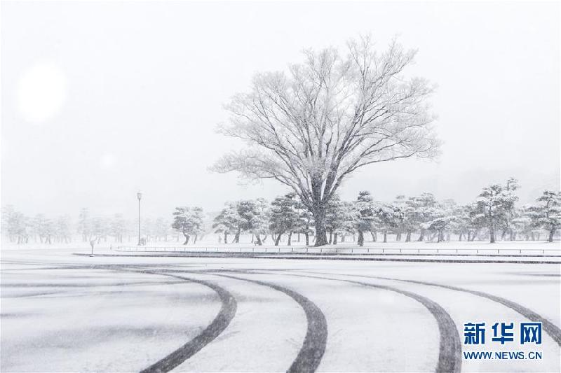 （国际）（2）东京迎初雪