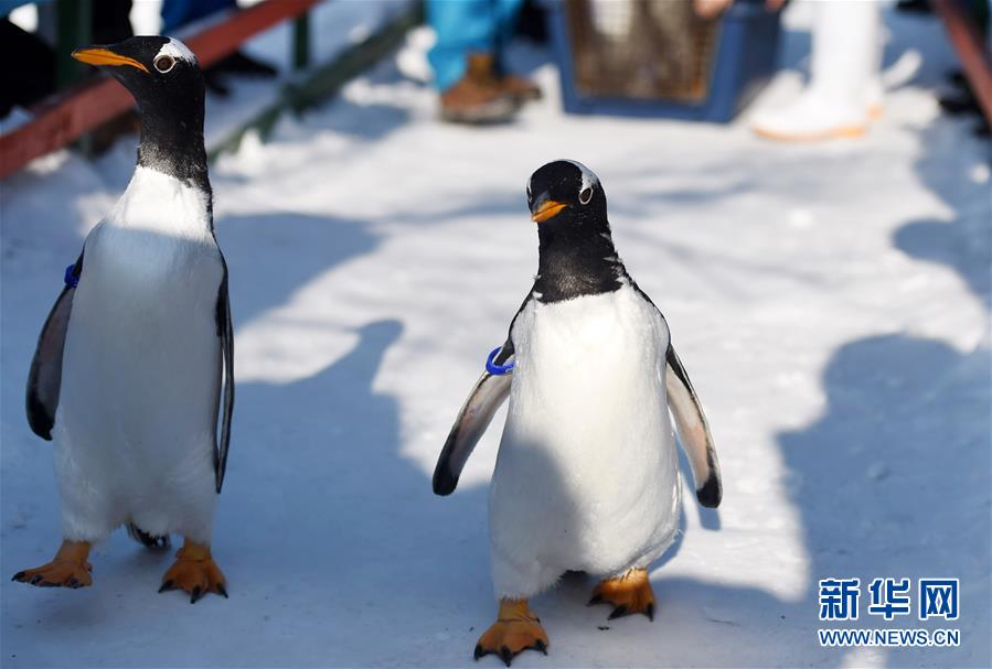 （社会）（2）哈尔滨极地馆企鹅：“外边这么冷，我想去看看！”