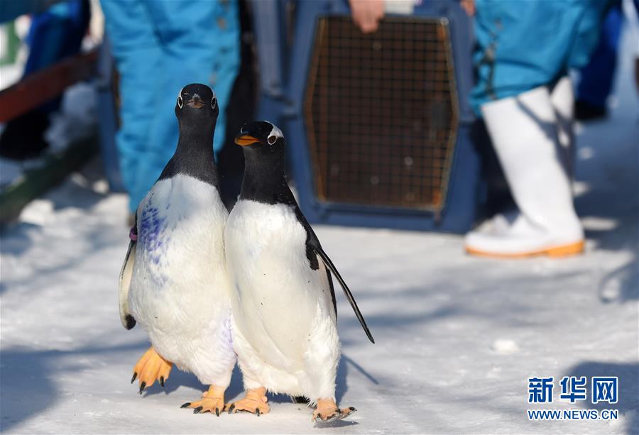 （社会）（3）哈尔滨极地馆企鹅：“外边这么冷，我想去看看！”