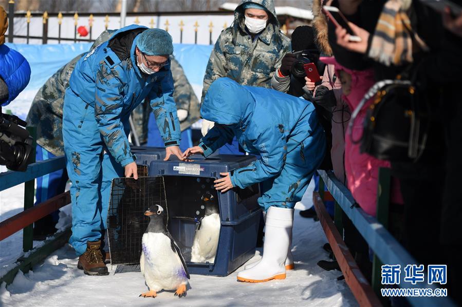 （社会）（5）哈尔滨极地馆企鹅：“外边这么冷，我想去看看！”