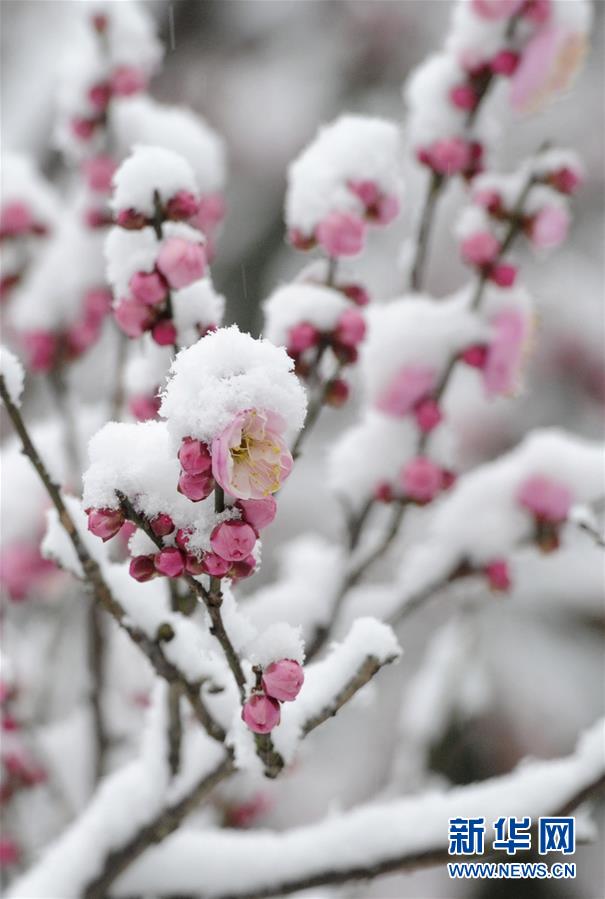 #（环境）（6）强冷空气继续影响我国中东部地区 多地降雪