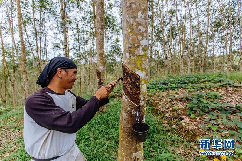 （国际）（6）心中有树，共生共荣——走进马来西亚婆联木业永续性森林保护区