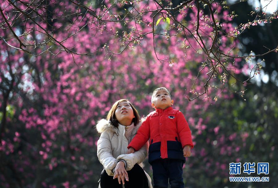 2月3日,市民在南宁市石门森林公园观赏樱花. 新华社记者 周华 摄