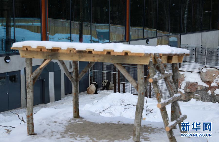 （国际）（6）旅芬大熊猫适应新环境
