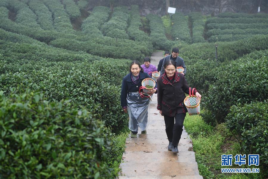 （社会）（3）春茶采摘正当时