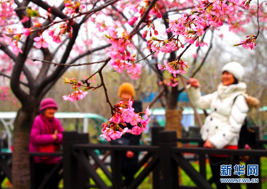 （社会）（1）上海樱花节即将揭幕