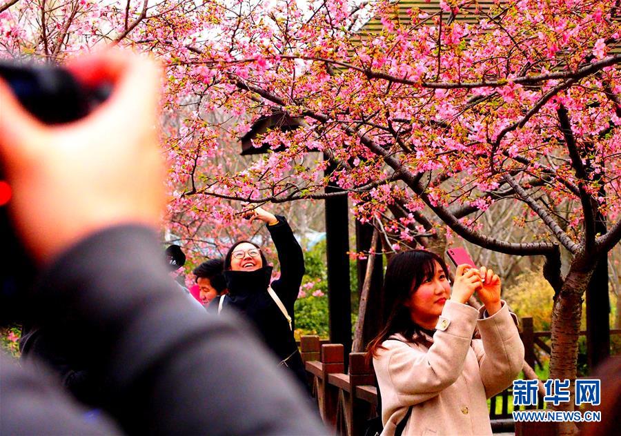 （社会）（3）上海樱花节即将揭幕