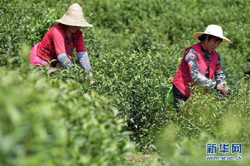 （经济）（2）江西乐平：春茶开采