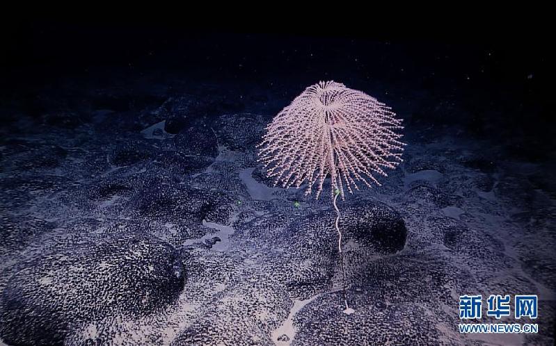 （XHDW）（8）西太平洋的“海底花园”