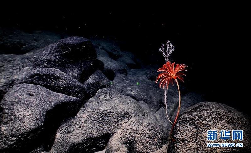 （XHDW）（5）西太平洋的“海底花园”