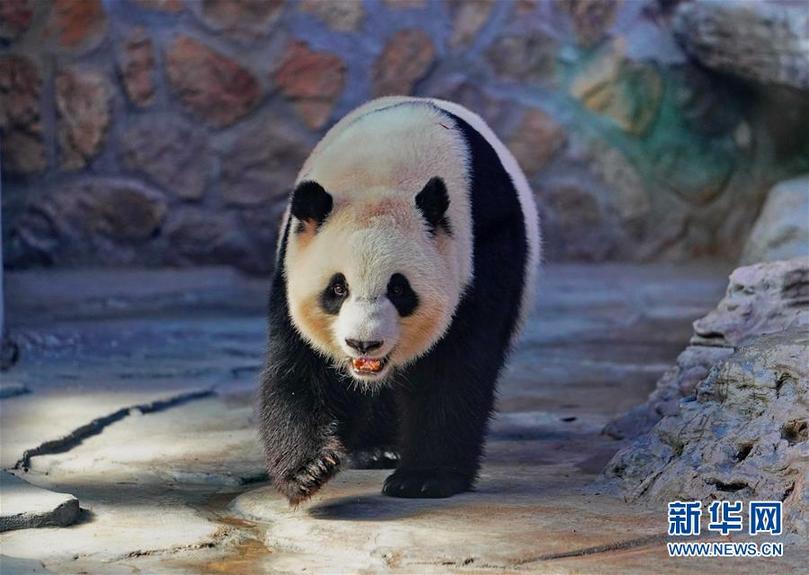 （社会）（1）四只大熊猫“做客”河北