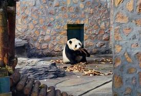 （社会）（3）四只大熊猫“做客”河北
