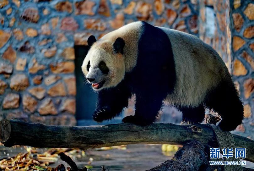 （社会）（4）四只大熊猫“做客”河北