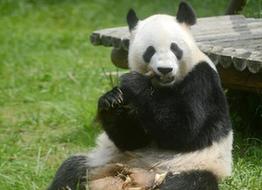 #（社会）（3）大熊猫“瑛美”告别扬州回家乡四川