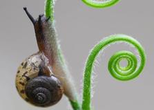 #（视·觉）蜗牛“蔓”步