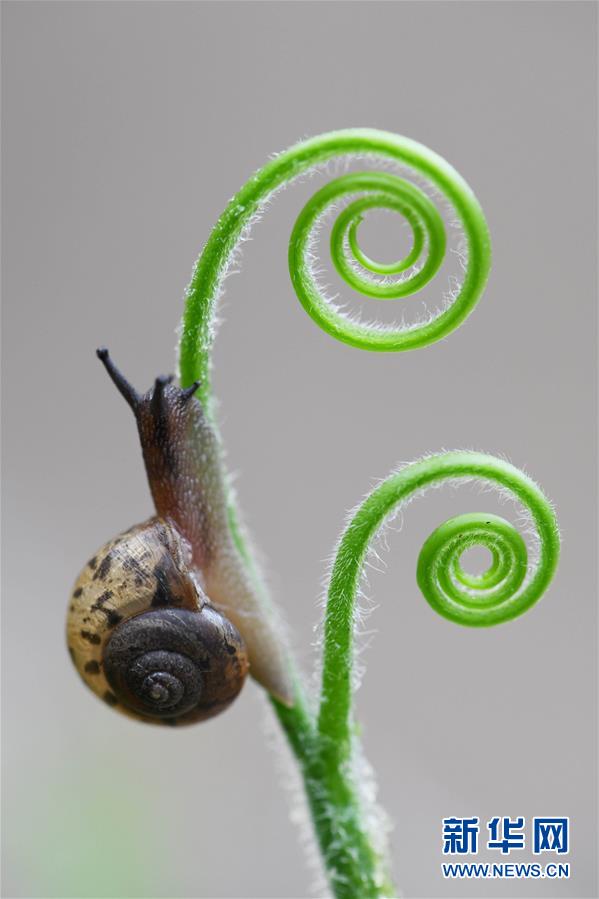 #（视·觉）蜗牛“蔓”步