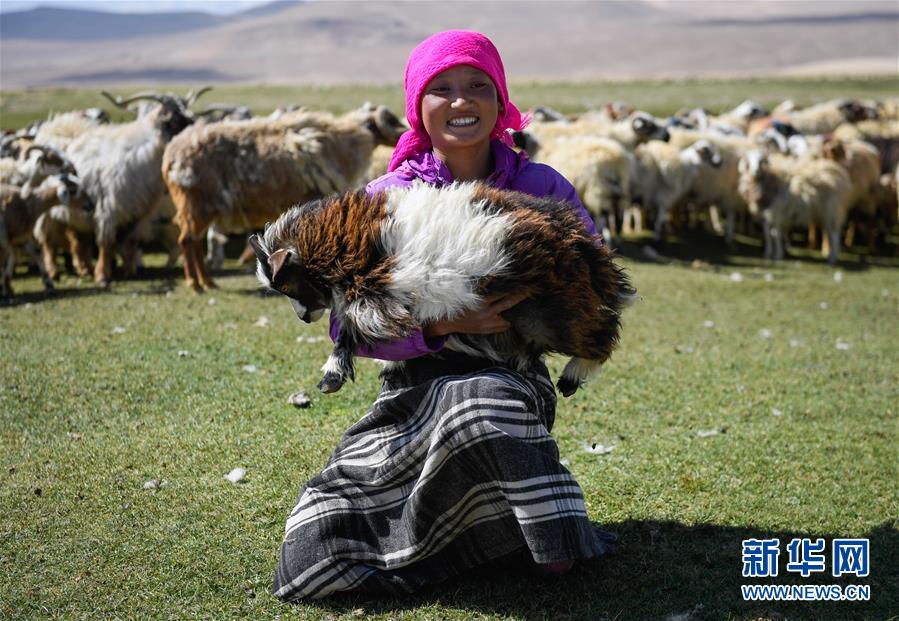 （经济）（4）西藏日喀则牧民剪羊毛