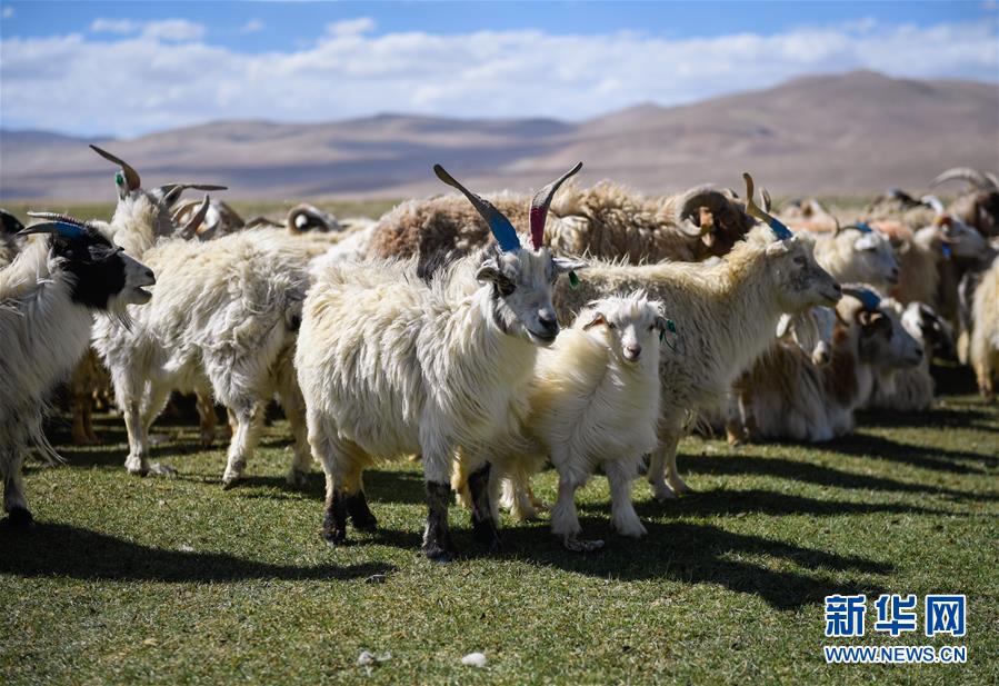 （经济）（5）西藏日喀则牧民剪羊毛