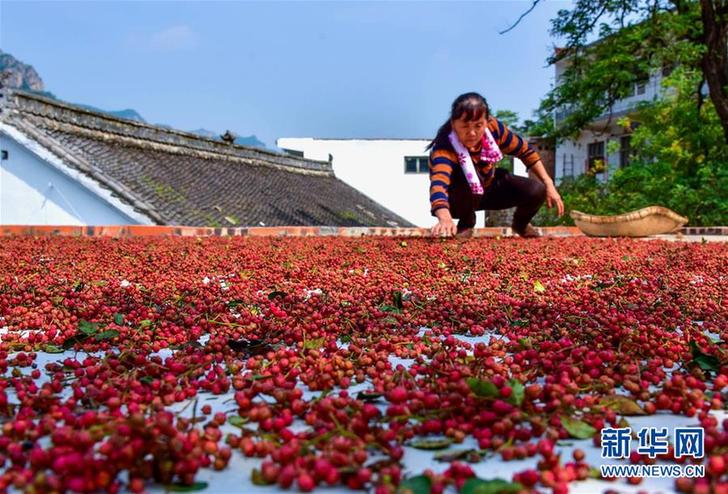 （经济）（1）河北涉县：花椒产业铺就致富路