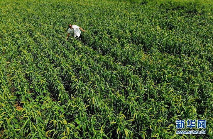 （经济）（1）河南汤阴：循环农业 绿色发展