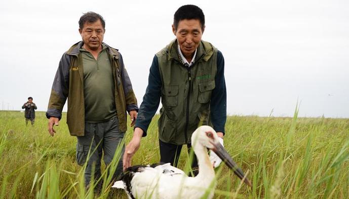 （生态）（1）国家一级保护动物东方白鹳在黑龙江受救助并放飞