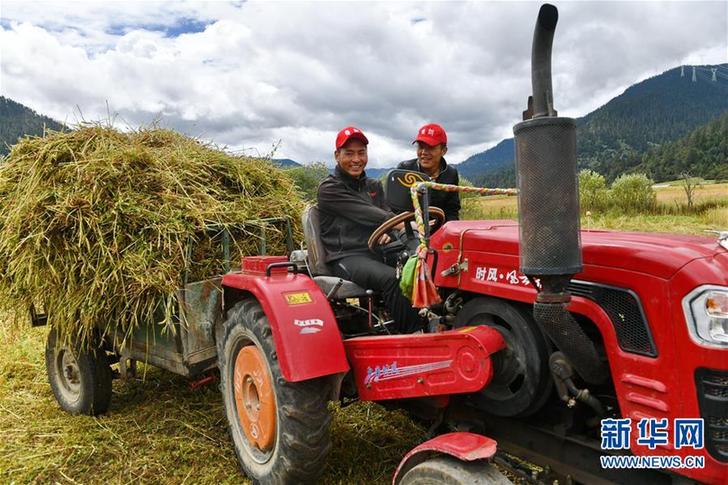（经济）（3）西藏林芝巴宜区牧草丰收