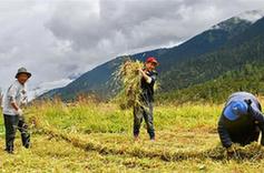 （经济）（1）西藏林芝巴宜区牧草丰收