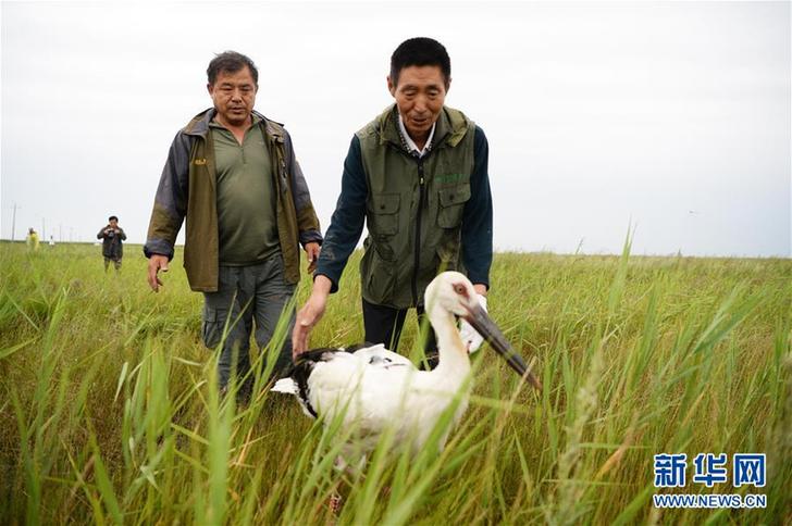 （生态）（1）国家一级保护动物东方白鹳在黑龙江受救助并放飞