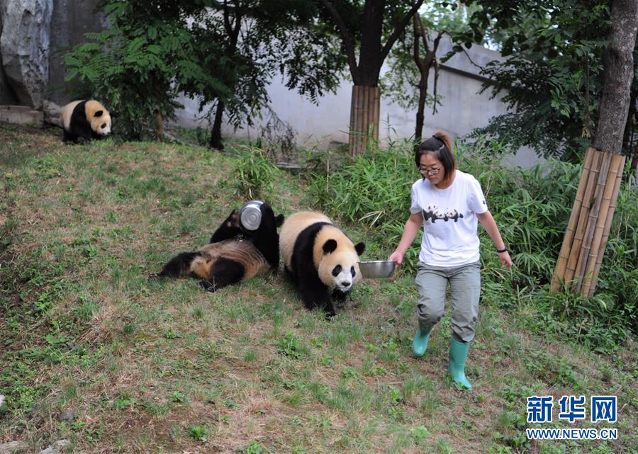（社会）（4）熊猫初长成
