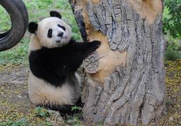 （社会）（5）熊猫初长成