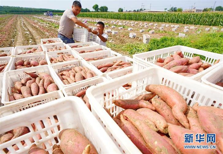 （社会）（2）河北滦南：发展特色农业促增收