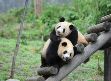 （社会）（1）熊猫初长成