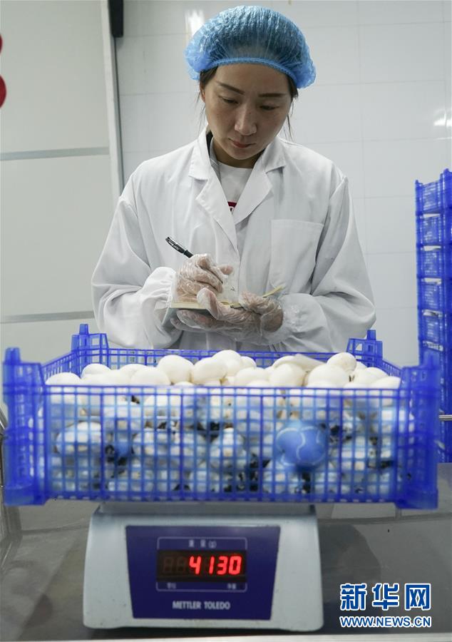 （丰收的味道）（4）江苏灌南食用菌产业发展快速
