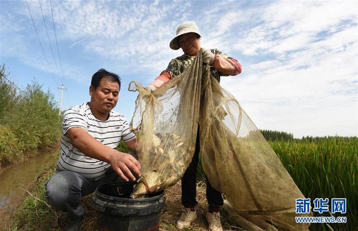 （经济）（1）河北霸州：稻壮鱼肥丰收在望
