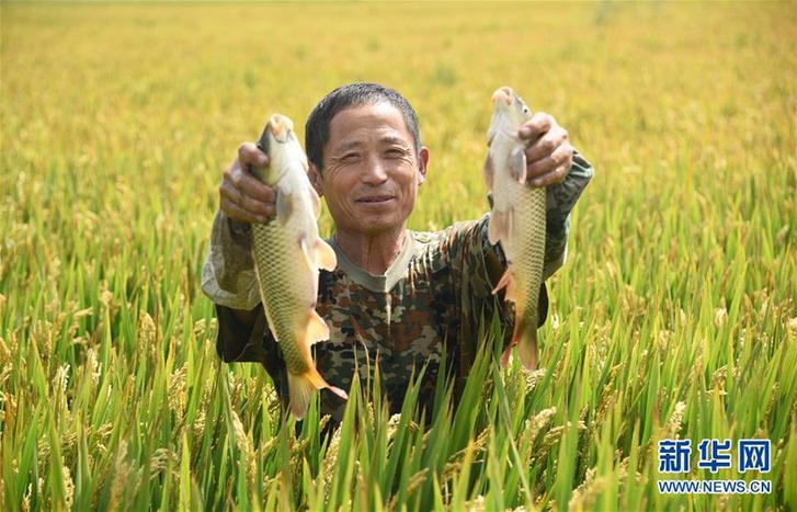 （经济）（2）河北霸州：稻壮鱼肥丰收在望